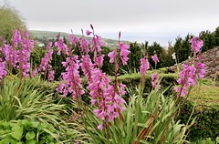 Blütenpracht auf den Azoren. Foto: Gerhard Wiesenbauer.